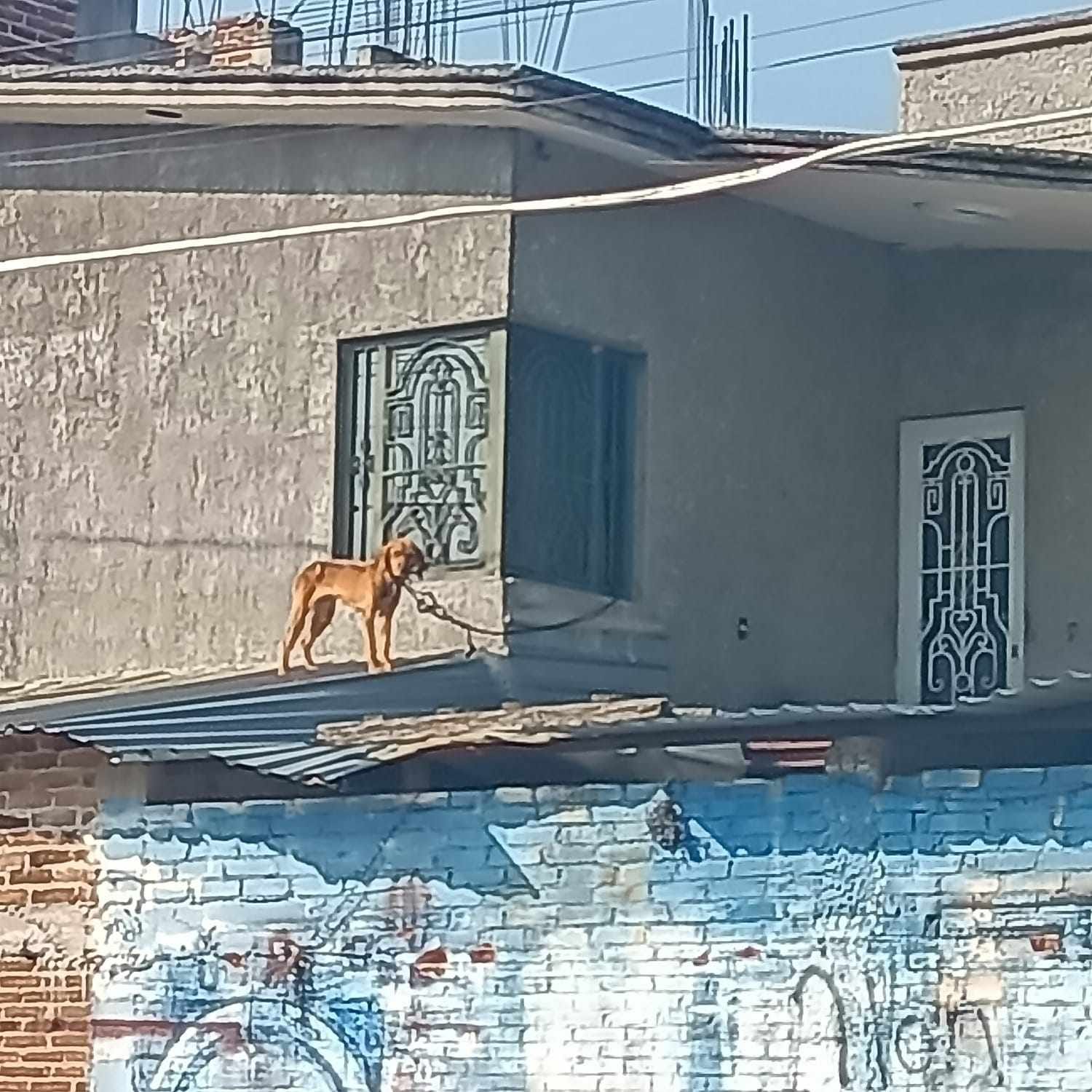 IMG-20251024-WA0111 (1)