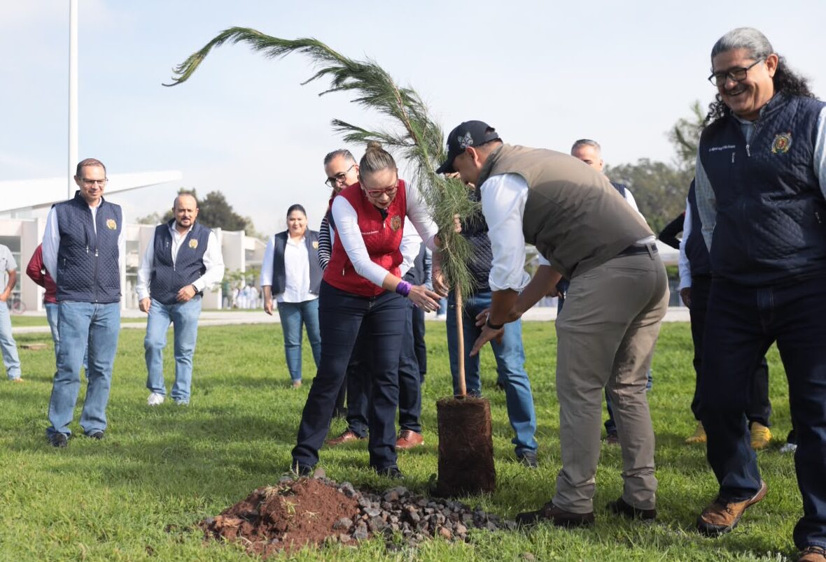reforestación